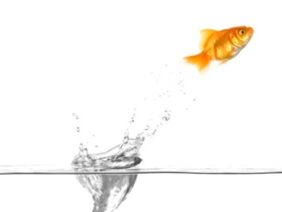 fish_small