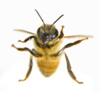 bee_small