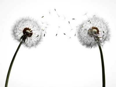 dandelions_small
