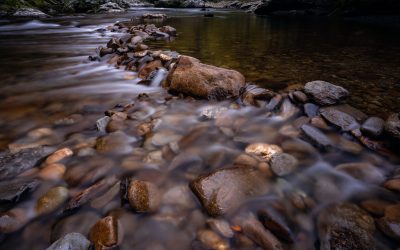 What’s the Connection Between Intuition and Nature? (A Wild Hunch #1)