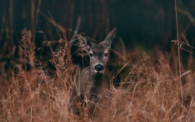Ideas for a Fun, Intuitive Year-End Review (A Wild Hunch #6)