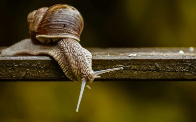 What Is Nature Saying to You? (A Wild Hunch #7)