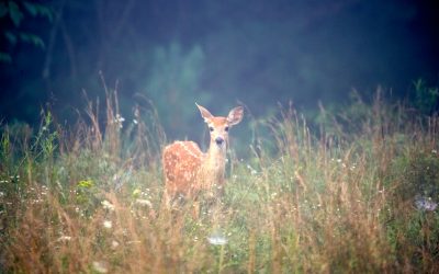 Magic Is Real (and It Matters)