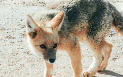 The Mystery and Magic of Trusting Our Intuition