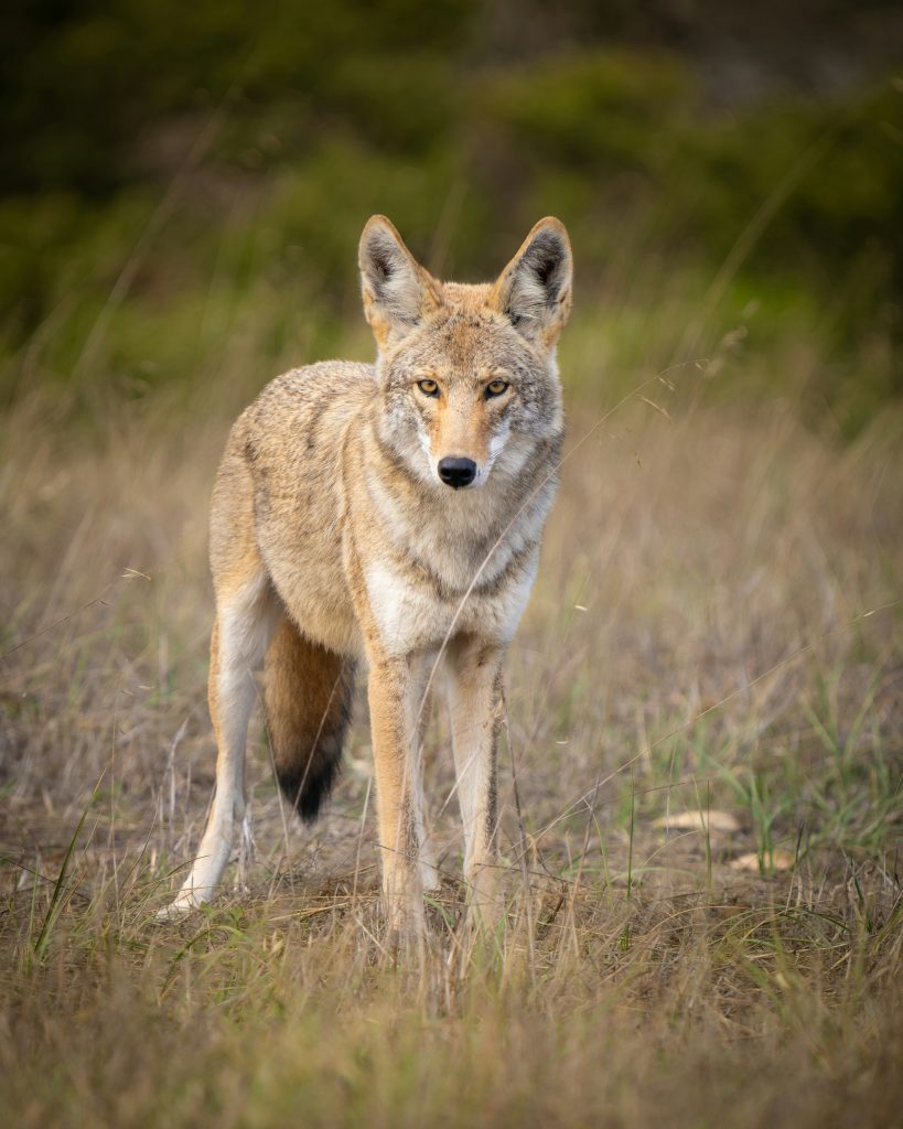 A coyote stares at you intently