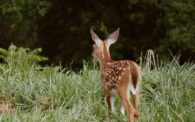 Could the Magic of Life Be Death?