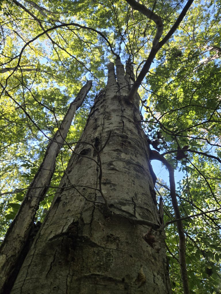 A beech tree trunk jutting into the sky with the top broken off and pieces falling off