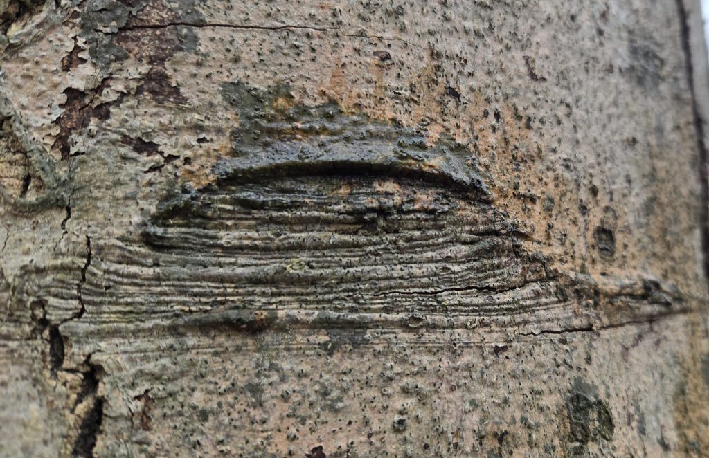 A close-up of a tree trunk with a marking that looks like an eye