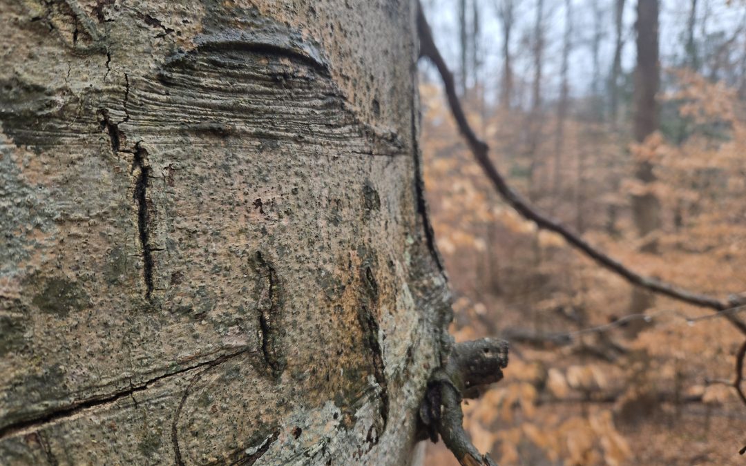 The Magic of Listening to Trees