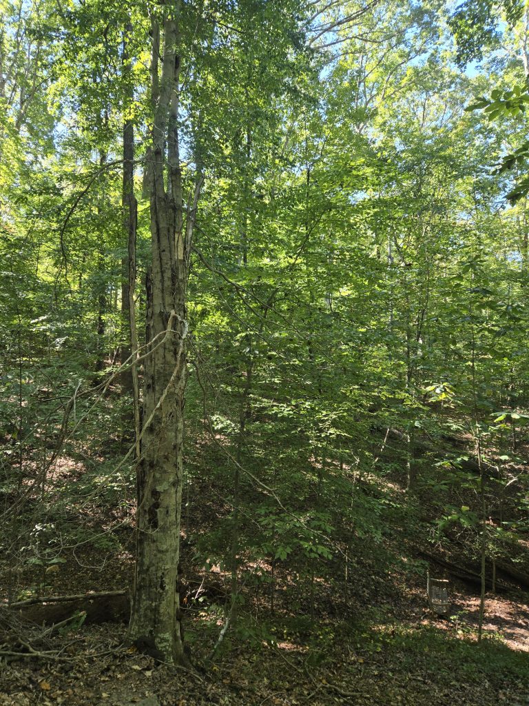 A broken-off tree in front of a forest of green leaves